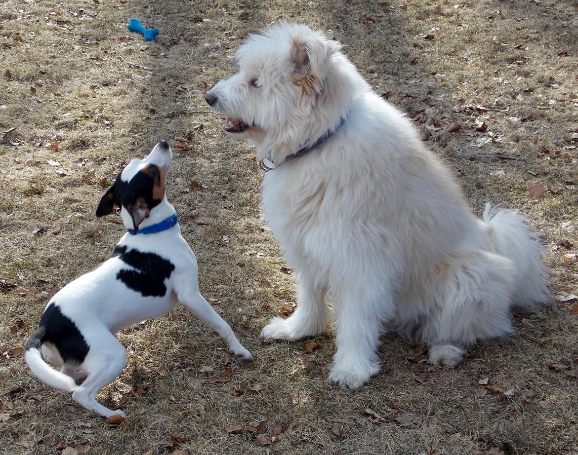 Dansk svensk gaardhund Milo Min Soulmate billede 40