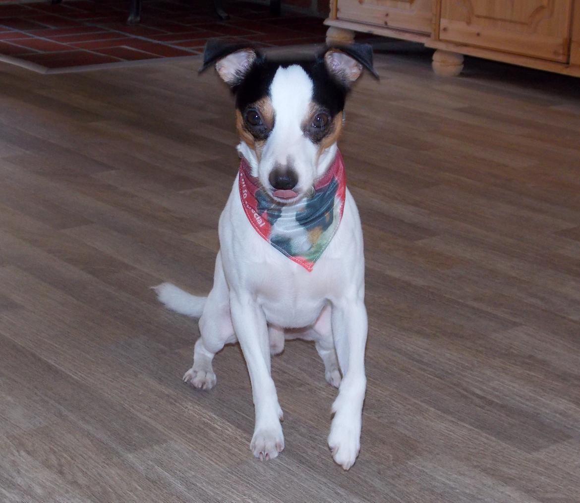 Dansk svensk gaardhund Milo Min Soulmate billede 15