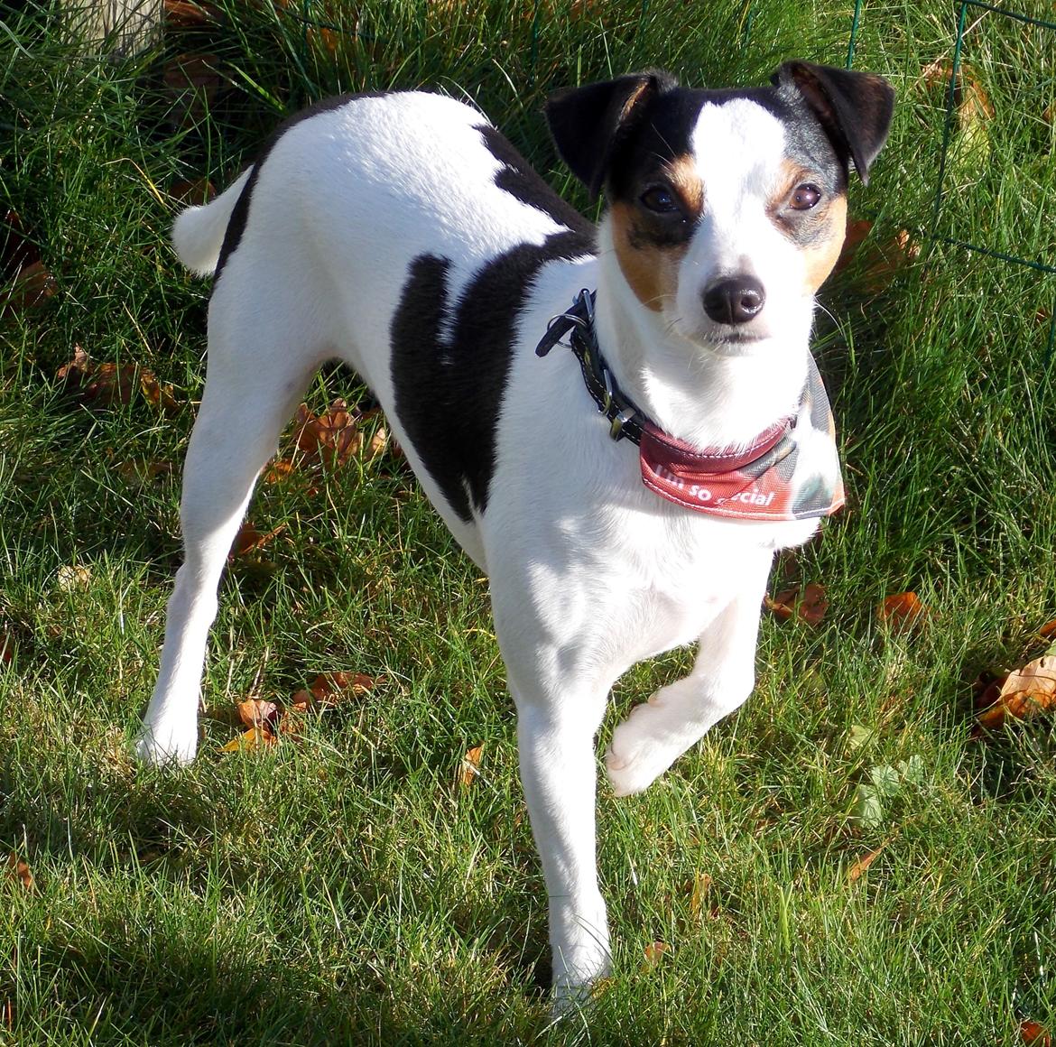 Dansk svensk gaardhund Milo Min Soulmate billede 14