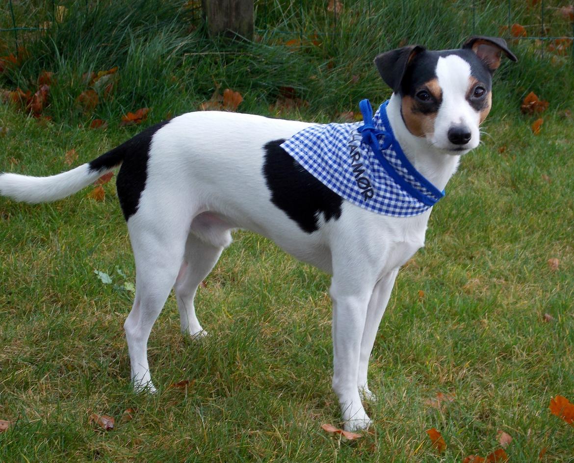 Dansk svensk gaardhund Milo Min Soulmate billede 1