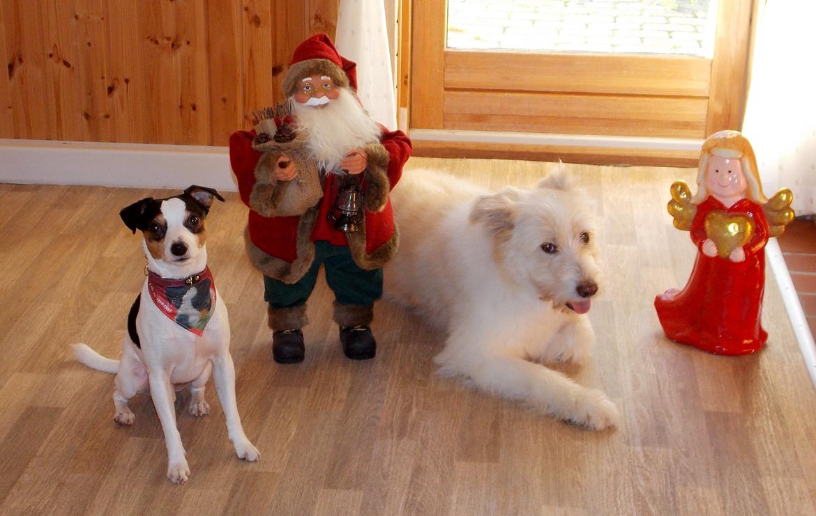 Dansk svensk gaardhund Milo Min Soulmate billede 24