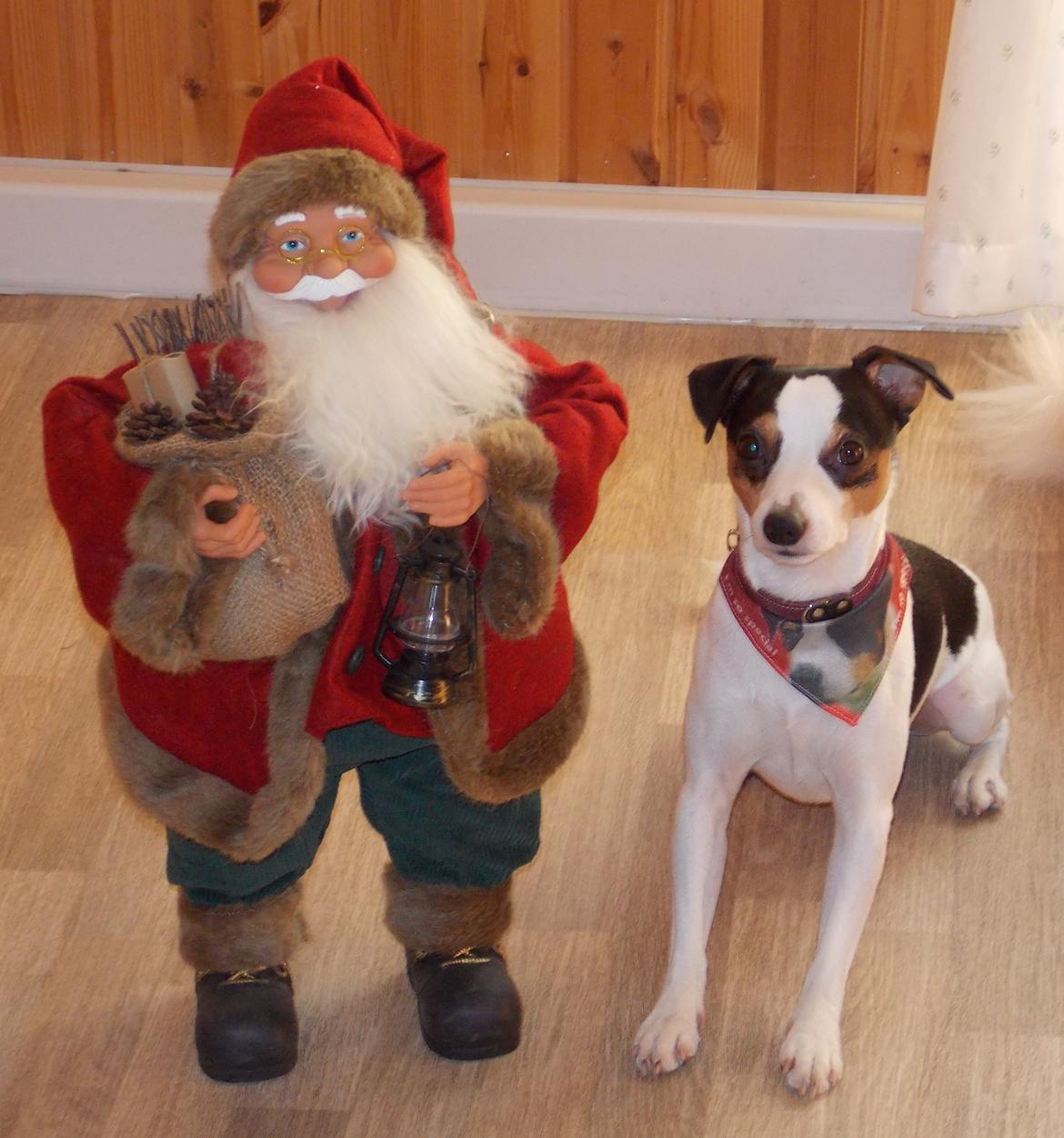 Dansk svensk gaardhund Milo Min Soulmate billede 25