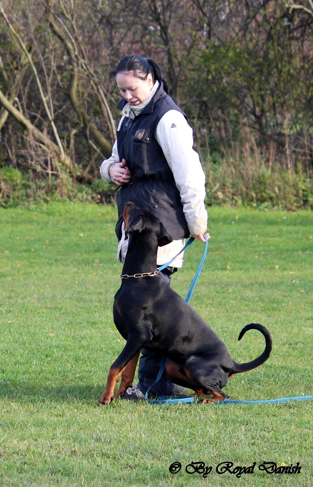 Dobermann Destiny´s Phoenix In The Spotlight aka Bentley billede 15