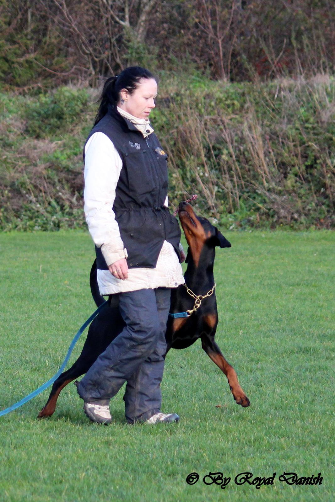 Dobermann Destiny´s Phoenix In The Spotlight aka Bentley billede 16