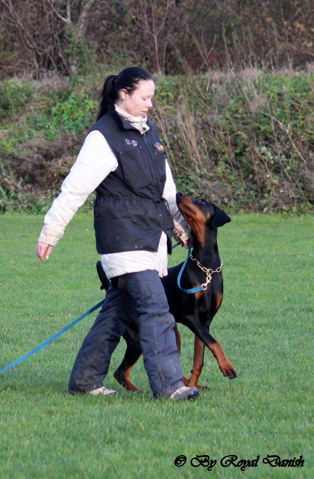 Dobermann Destiny´s Phoenix In The Spotlight aka Bentley billede 14