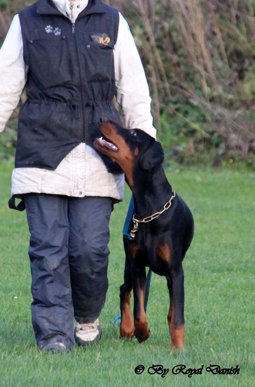 Dobermann Destiny´s Phoenix In The Spotlight aka Bentley billede 38