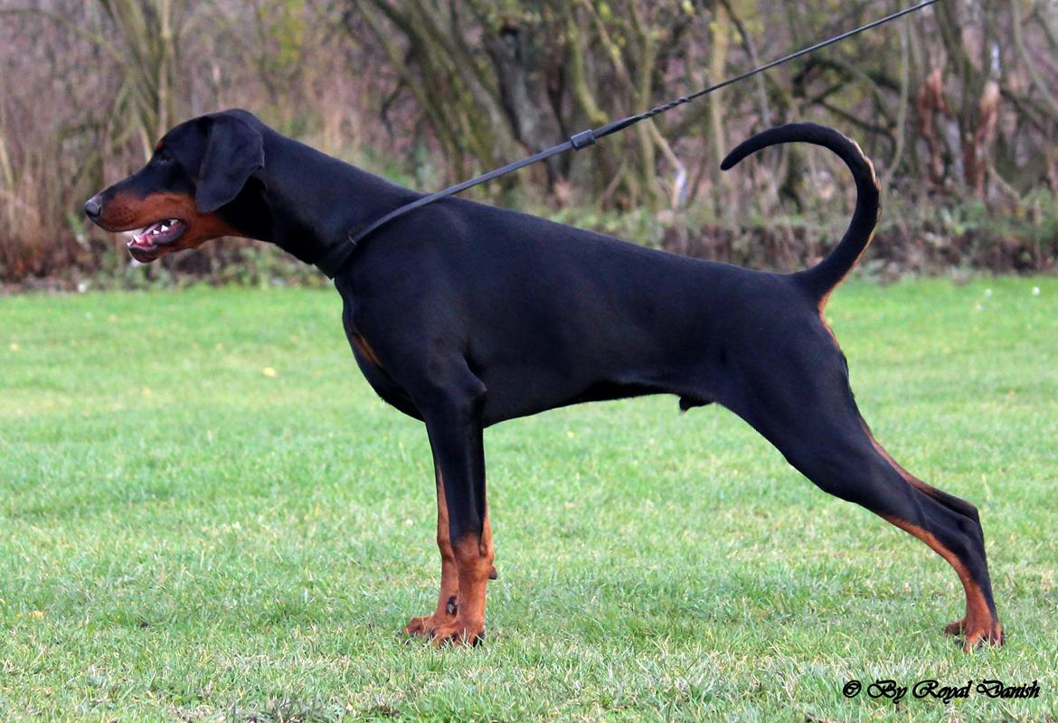 Dobermann Destiny´s Phoenix In The Spotlight aka Bentley - 7 måneder billede 12