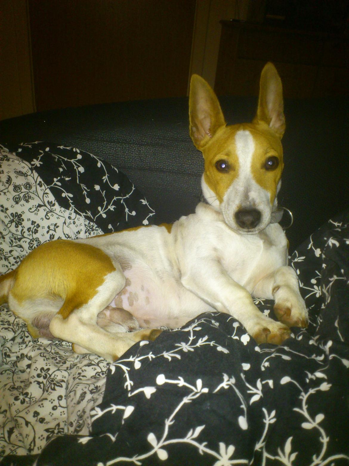 Jack russell terrier Zippo (forsvundet) - Kongen af dynen, det er mig. billede 24