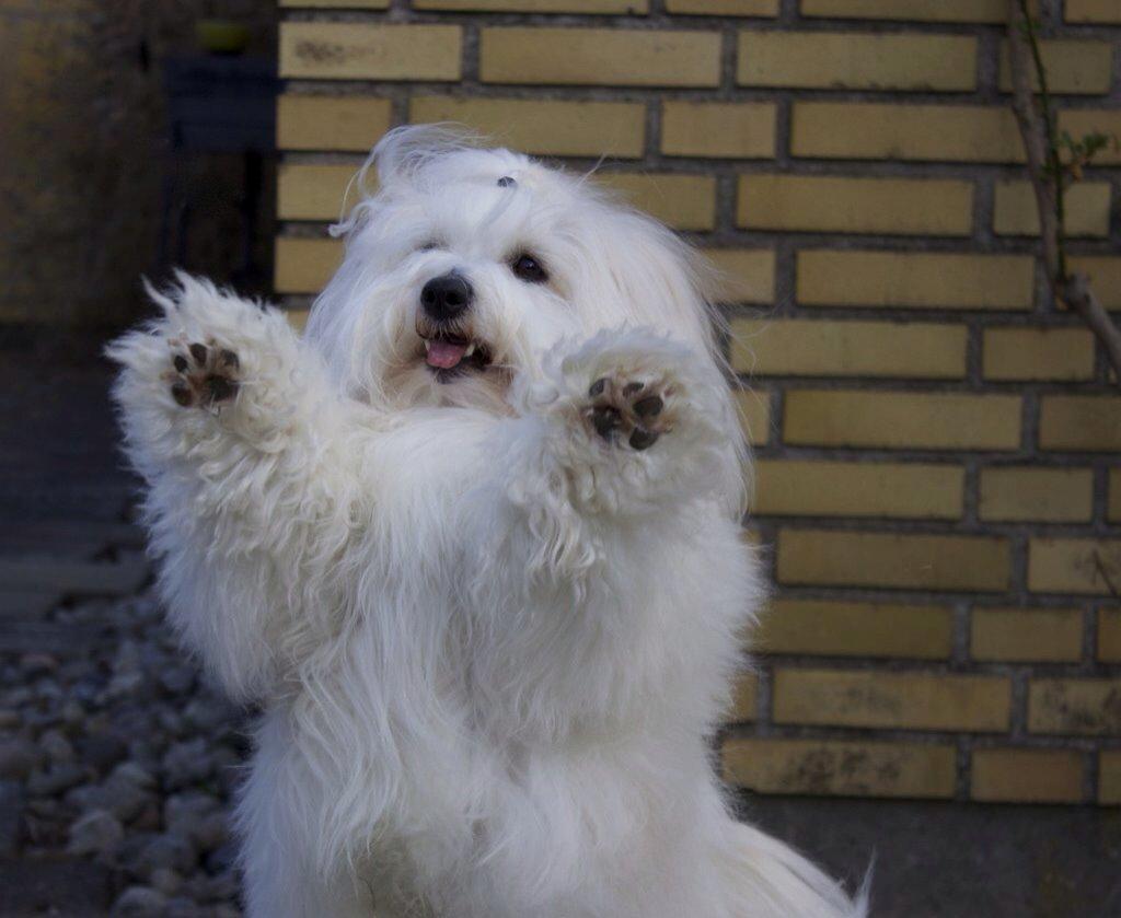 Coton de tulear BBB Chief Chingu - Så er jeg klar :-) billede 1