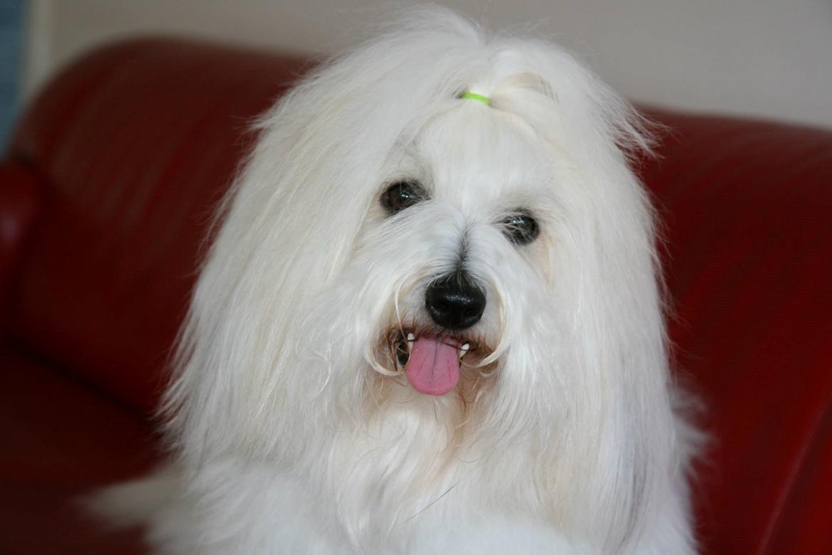 Coton de tulear BBB Chief Chingu billede 2