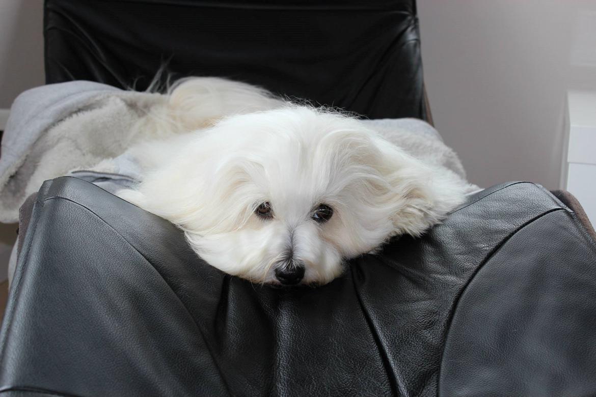 Coton de tulear BBB Chief Chingu billede 3