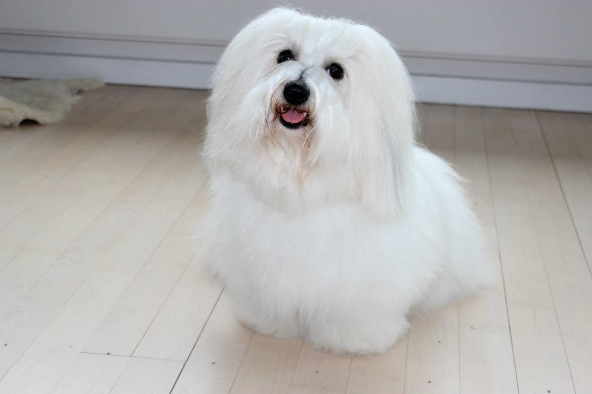 Coton de tulear BBB Chief Chingu billede 4