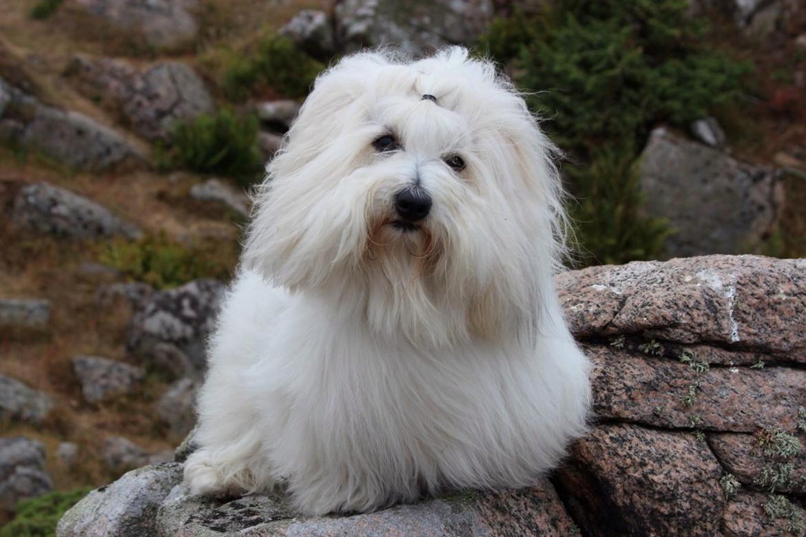 Coton de tulear BBB Chief Chingu billede 5