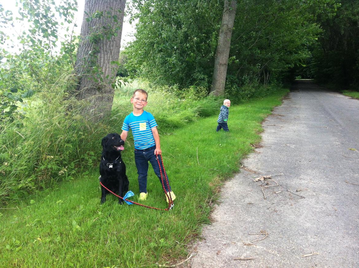 Labrador retriever Tornelund's  Basse ( himmelhund ) - mikkel på 7 går tur med basse ;) billede 8