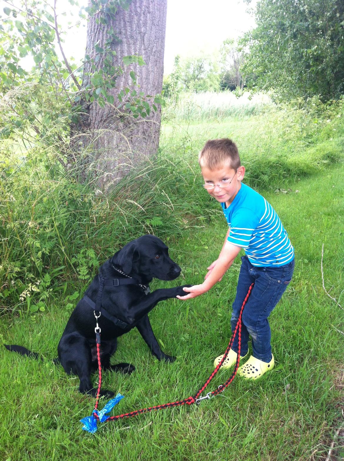 Labrador retriever Tornelund's  Basse ( himmelhund ) - de giver lige pote/hånd på venskabet ;) billede 9