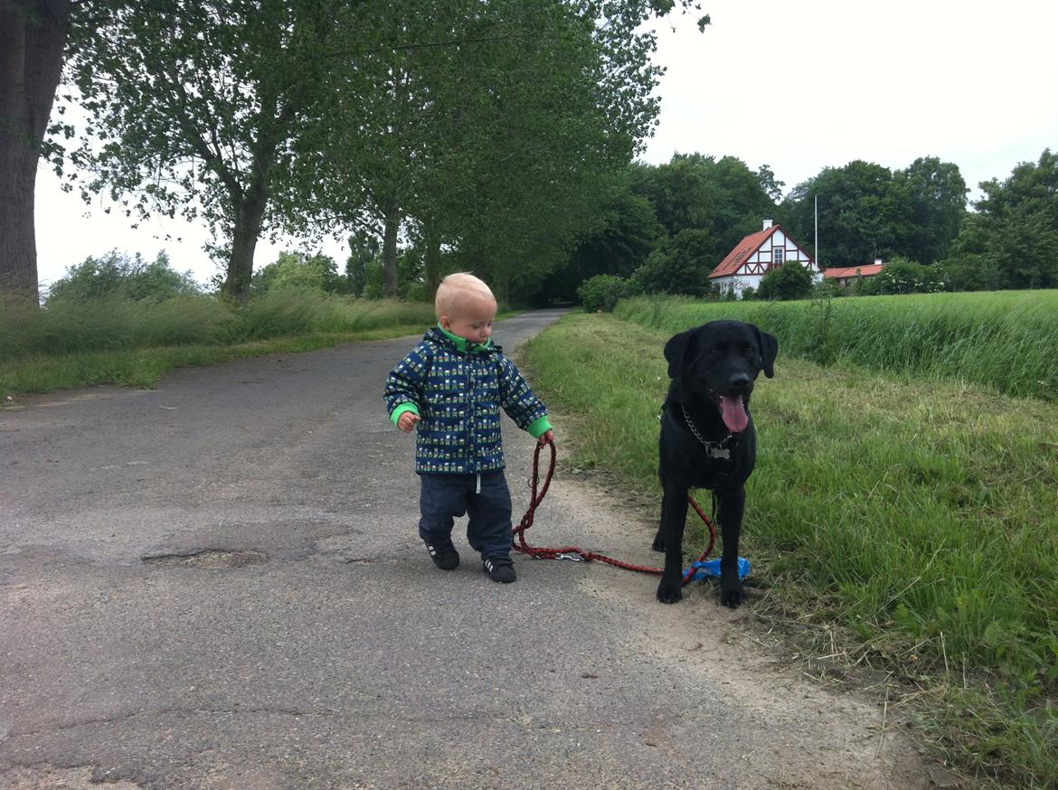 Labrador retriever Tornelund's  Basse ( himmelhund ) - magnus på 2 år vil også gå med basse og basse venter da på ham og nyder turen ;) billede 10