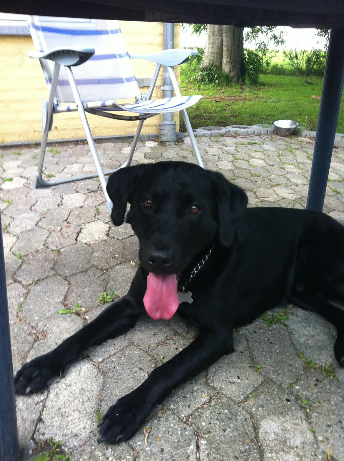 Labrador retriever Tornelund's  Basse ( himmelhund ) - intet bedre en at slappe af i det gode sommervejr :) billede 11