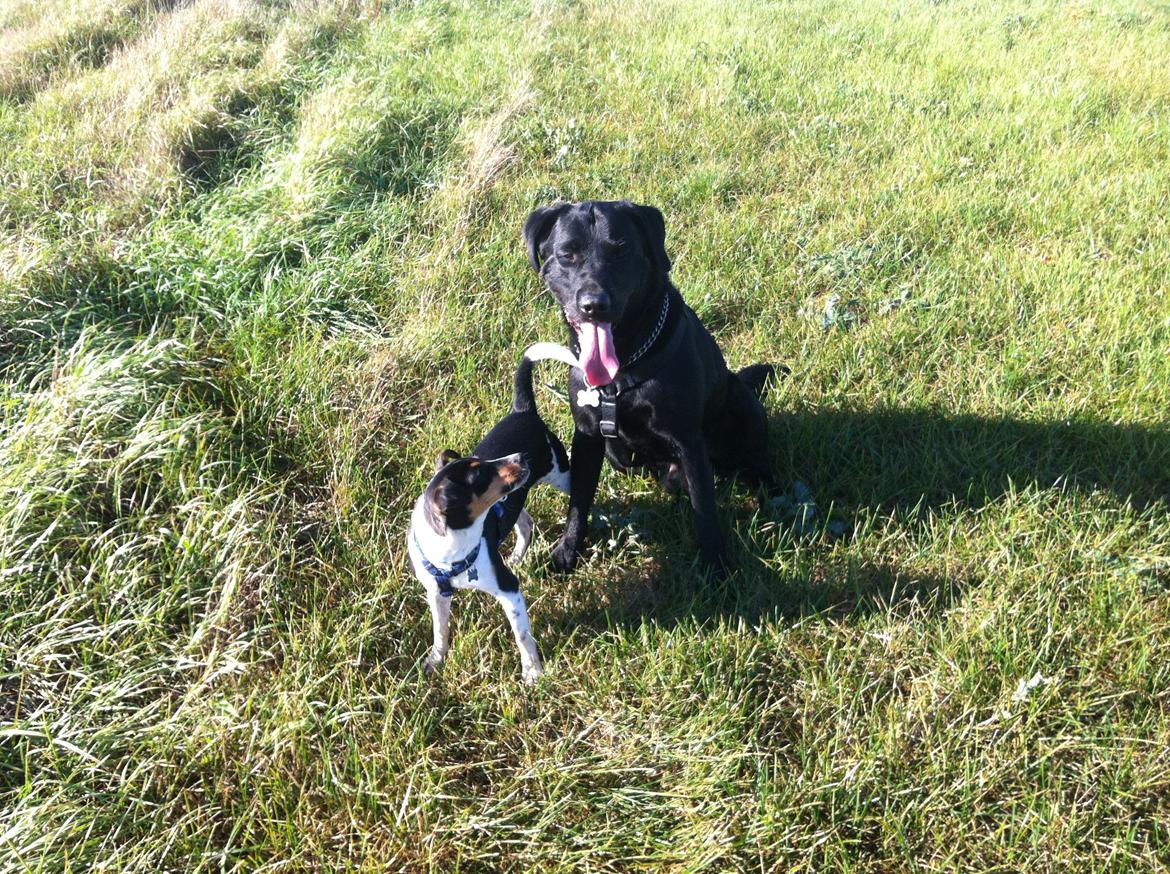 Labrador retriever Tornelund's  Basse ( himmelhund ) - min "lillebror" Viktor :) 
selvom han en gang i mellem er dum, kan jeg ikke undvære ham. 
Viktor er min bedste ven. :) billede 12