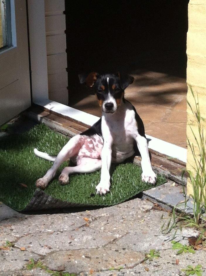 Dansk svensk gaardhund Viktor Knudsen (himmelhund ) billede 2
