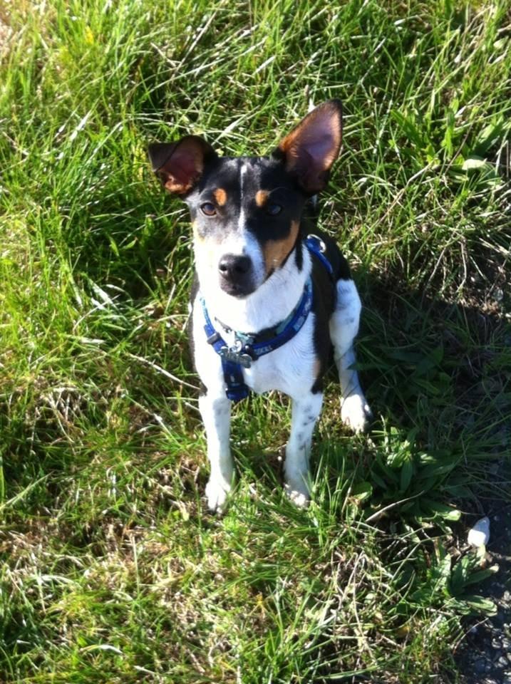 Dansk svensk gaardhund Viktor Knudsen (himmelhund ) billede 3