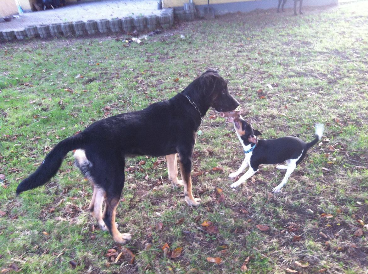 Dansk svensk gaardhund Viktor Knudsen (himmelhund ) billede 4