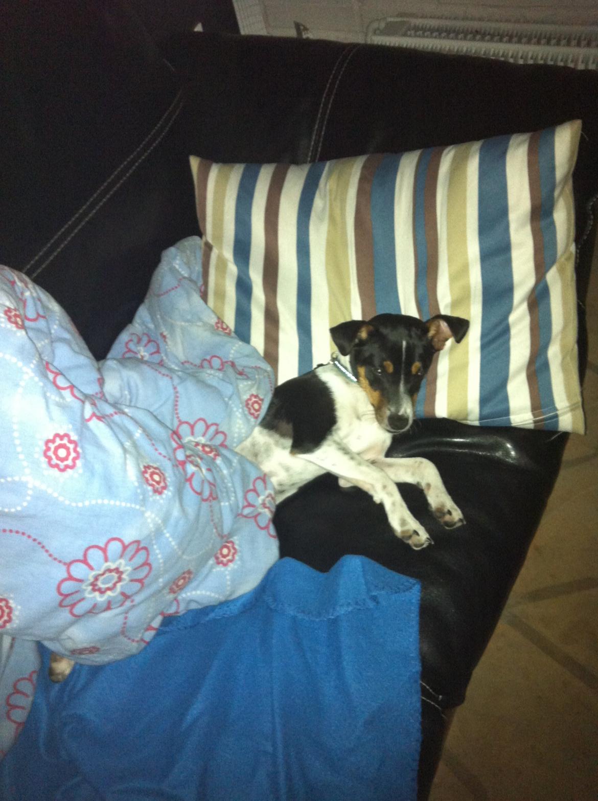 Dansk svensk gaardhund Viktor Knudsen (himmelhund ) billede 5