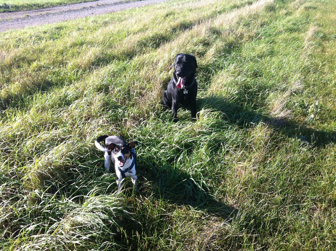 Dansk svensk gaardhund Viktor Knudsen (himmelhund ) billede 6