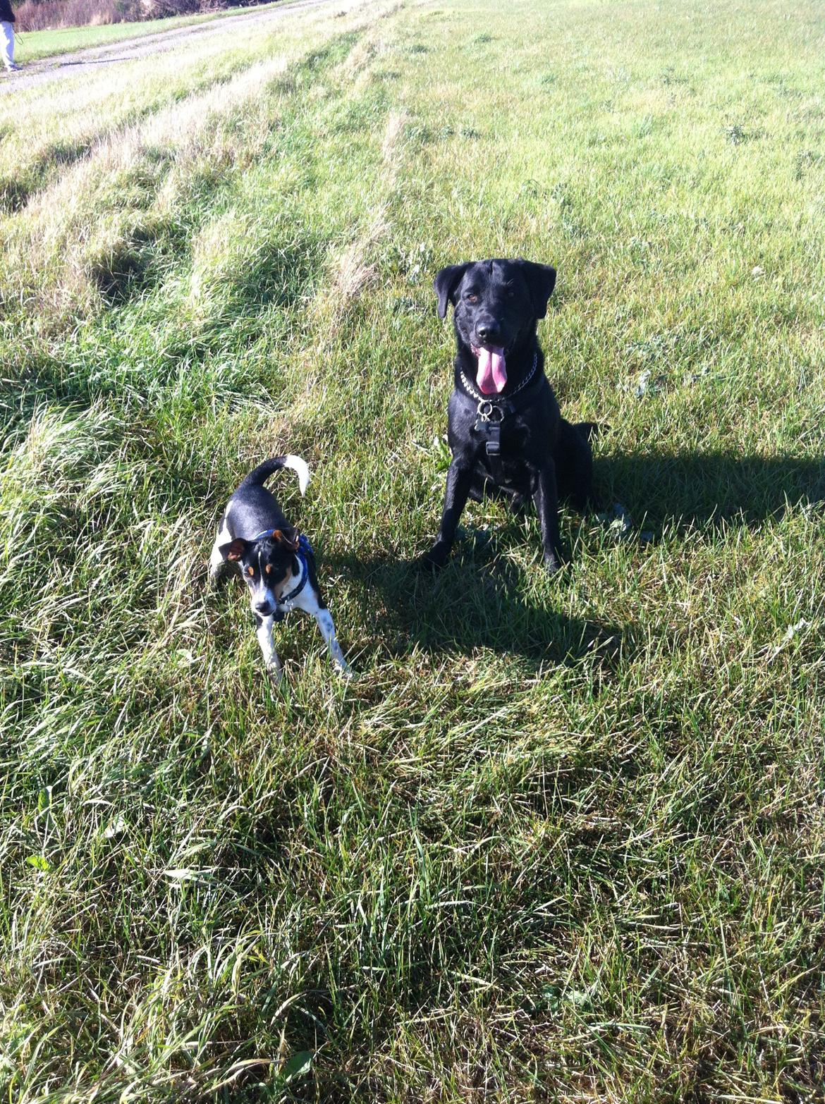 Dansk svensk gaardhund Viktor Knudsen (himmelhund ) billede 7
