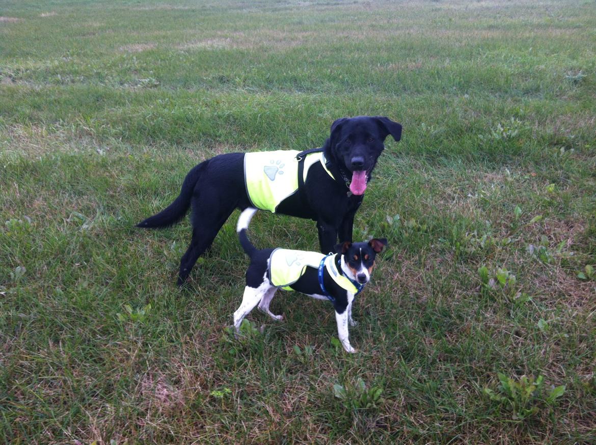 Dansk svensk gaardhund Viktor Knudsen (himmelhund ) billede 8