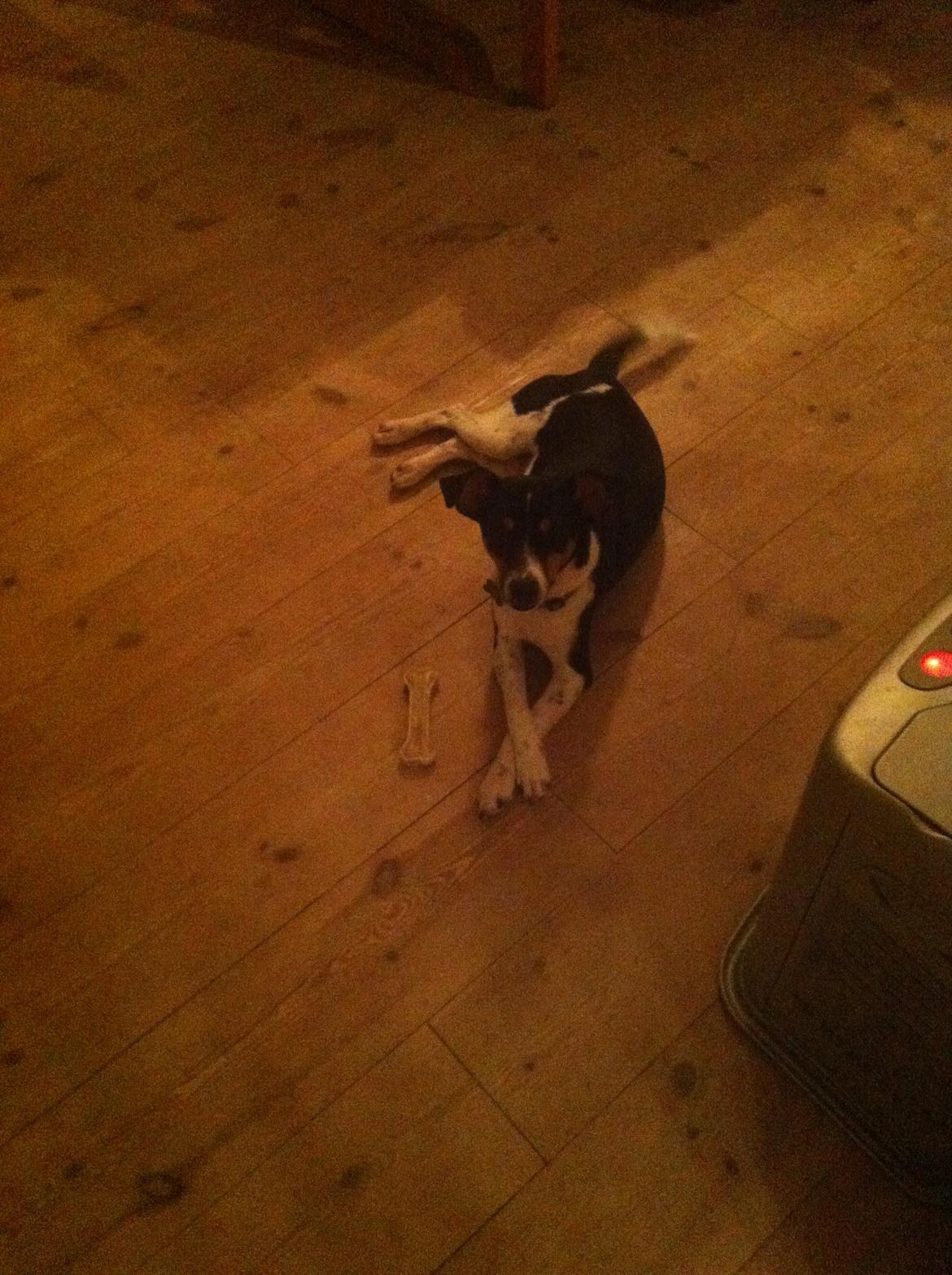 Dansk svensk gaardhund Viktor Knudsen (himmelhund ) billede 9