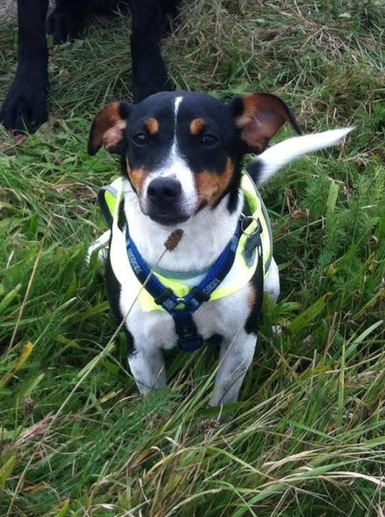 Dansk svensk gaardhund Viktor Knudsen (himmelhund ) billede 10