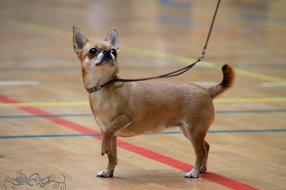Chihuahua Chihuanas Flush of Hearts - Momo - Udstilling i Ejstrupholm Hallen,Jylland. 10 november 2013 billede 26