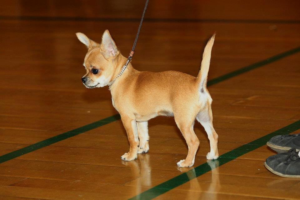 Chihuahua Chihuanas Flush of Hearts - Momo - Momos første udstilling i Herlufmagle Hallen, sjælland. 16 juni 2012 billede 44