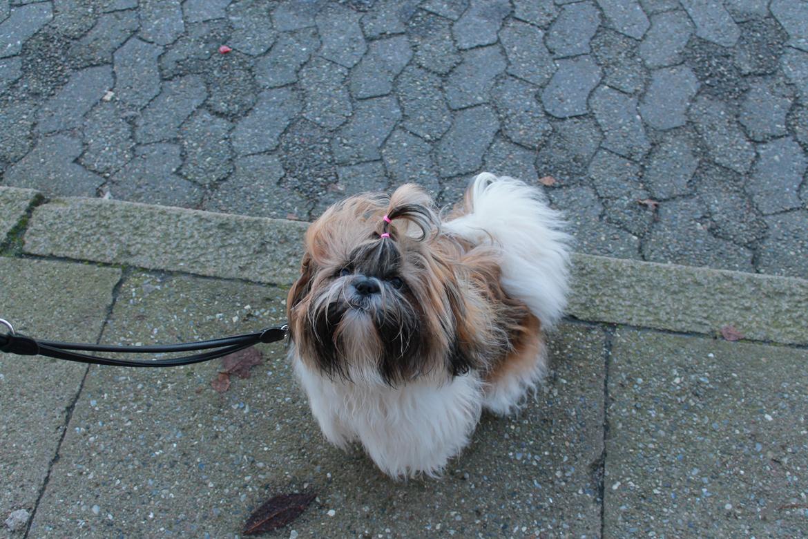 Shih tzu Maude - 11 måneder billede 18