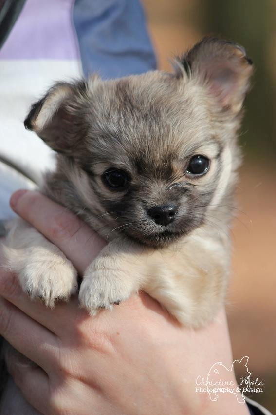 Chihuahua Rotten Rita billede 10
