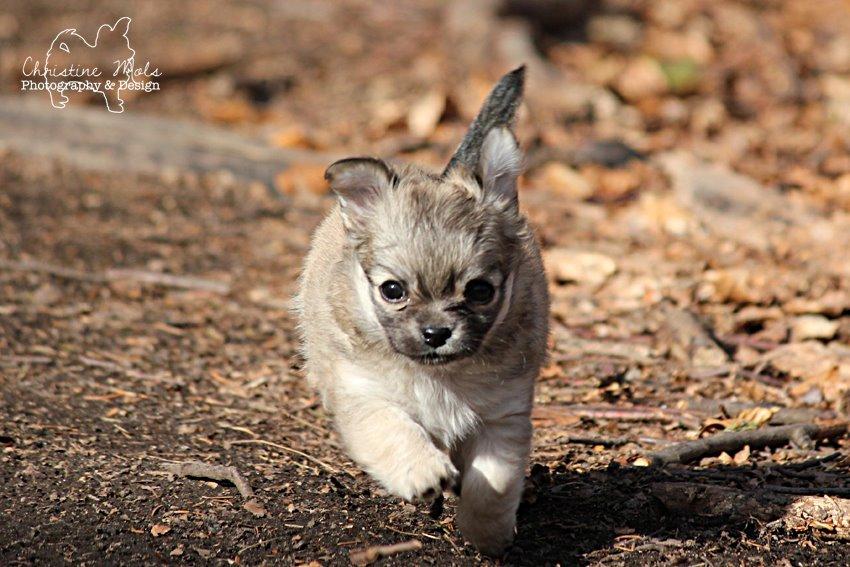 Chihuahua Rotten Rita billede 11
