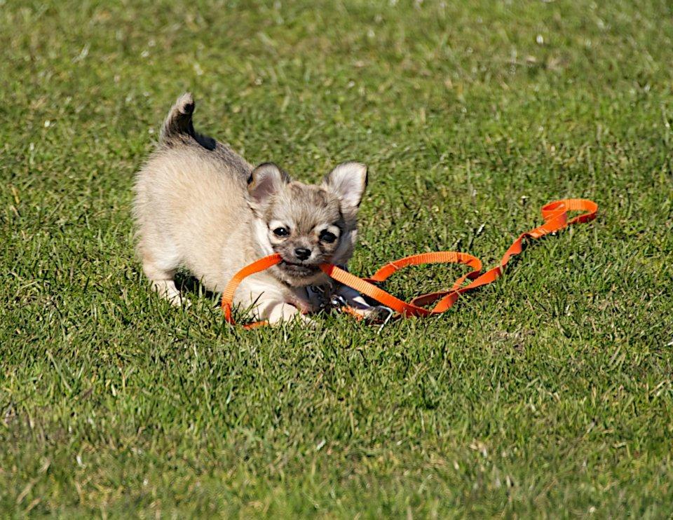 Chihuahua Rotten Rita billede 8