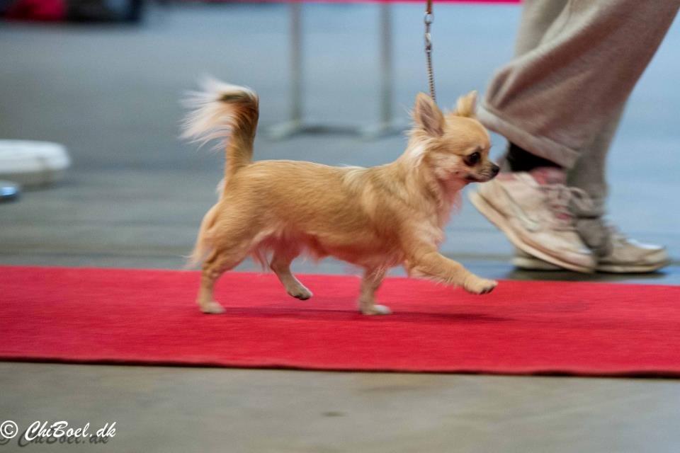 Chihuahua Rotten Rita billede 20