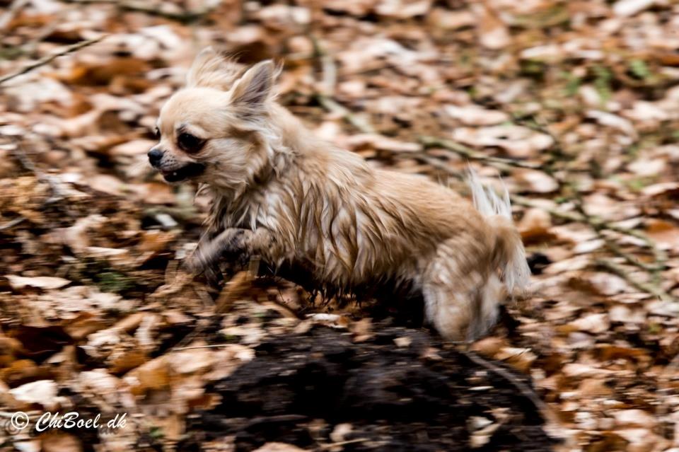 Chihuahua Rotten Rita billede 21