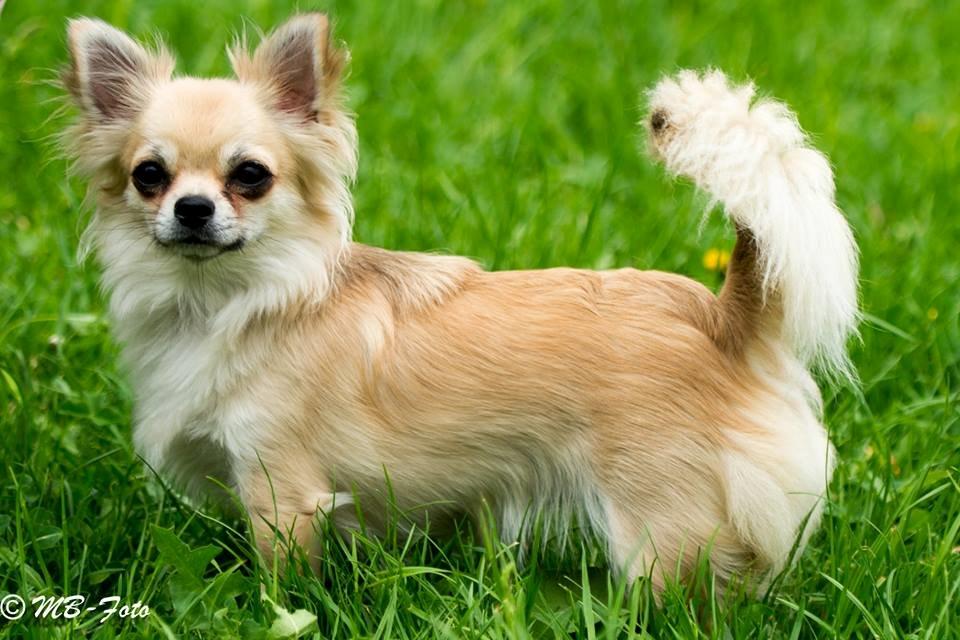 Chihuahua Rotten Rita billede 22