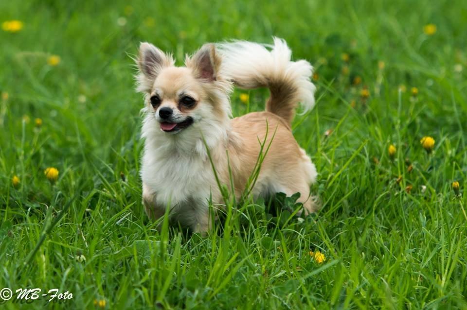 Chihuahua Rotten Rita billede 23
