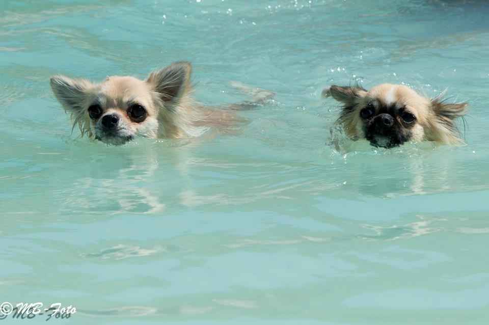 Chihuahua Rotten Rita billede 25