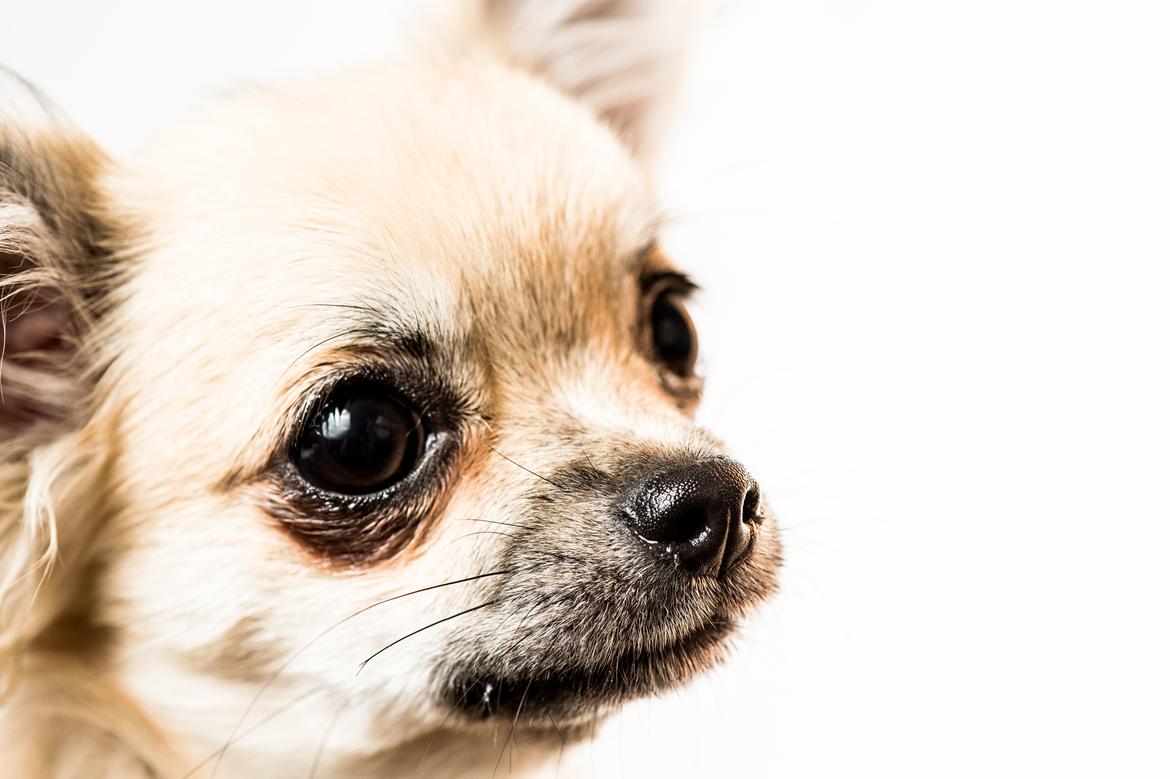 Chihuahua Rotten Rita billede 13