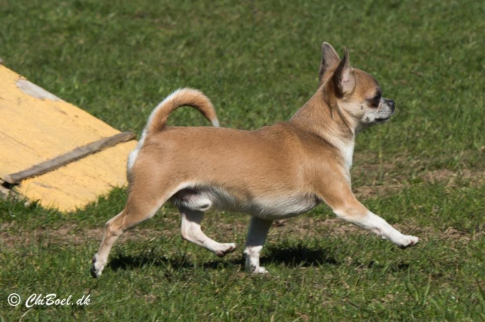 Chihuahua Elvis billede 10