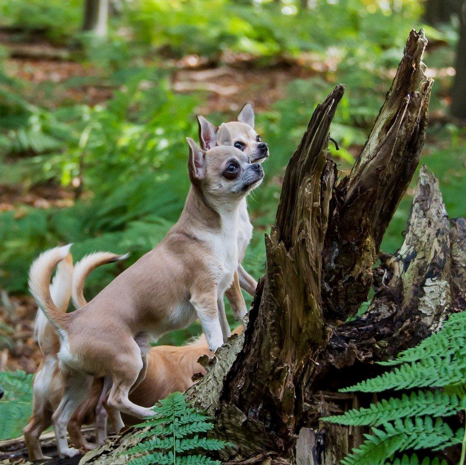 Chihuahua Elvis billede 11