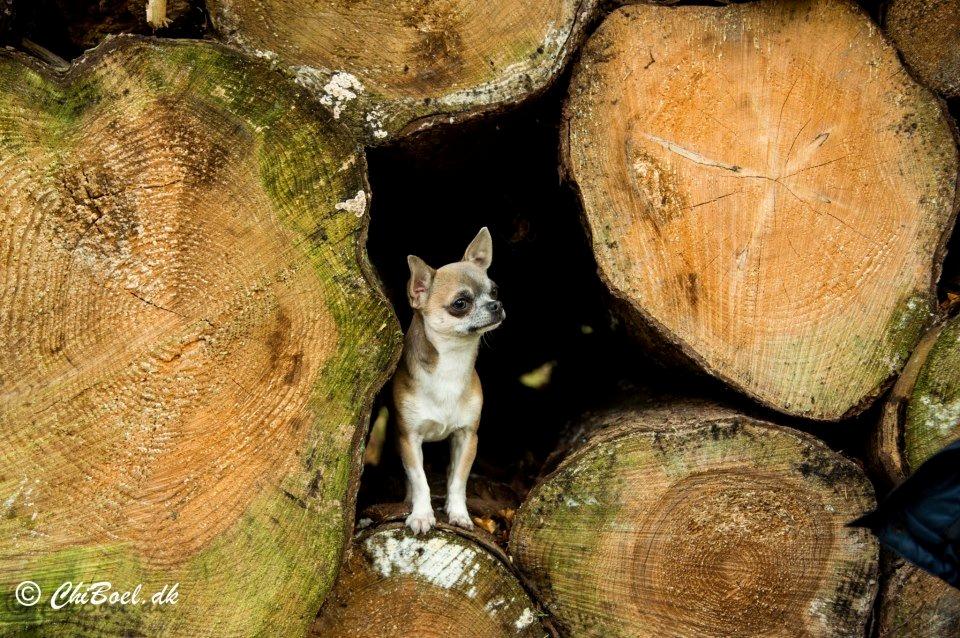 Chihuahua Elvis billede 12