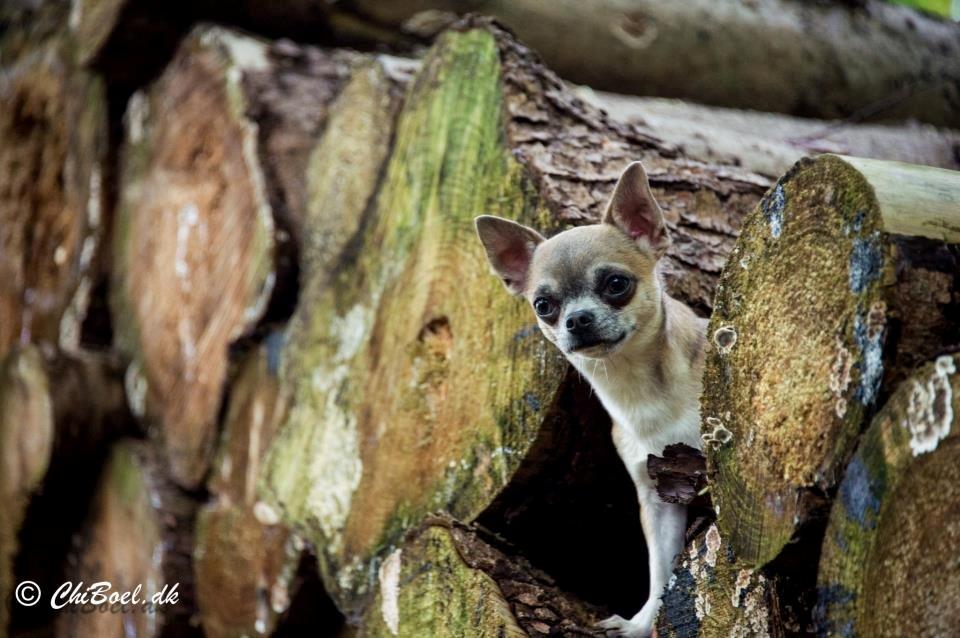 Chihuahua Elvis billede 13