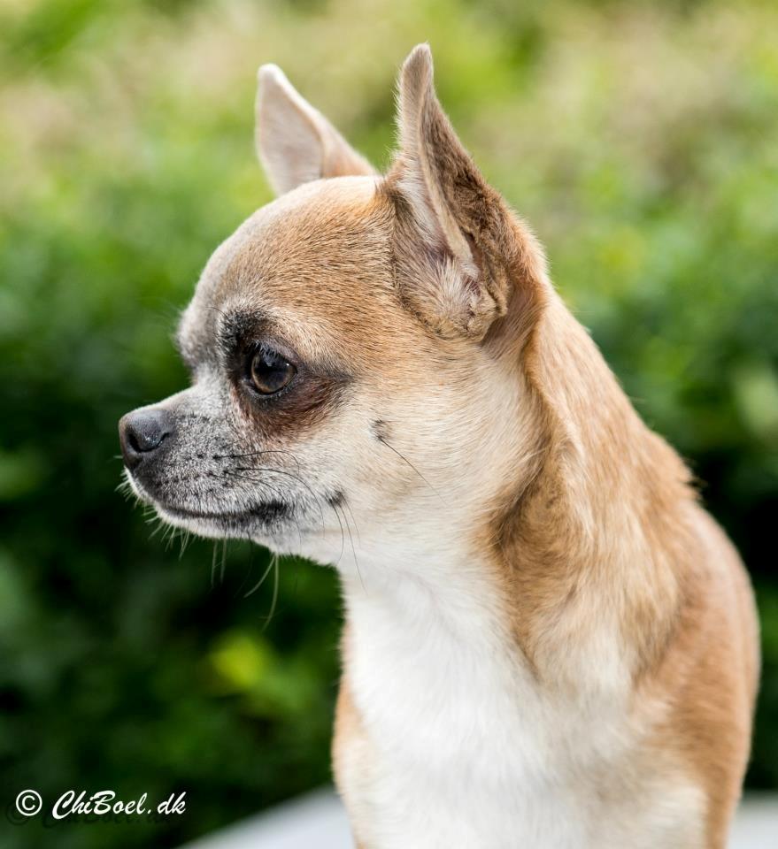 Chihuahua Elvis billede 14