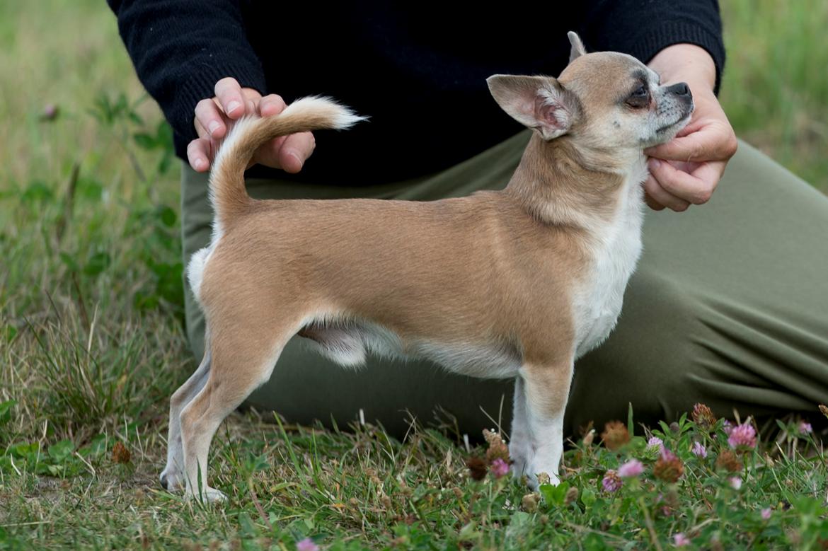 Chihuahua Elvis billede 15