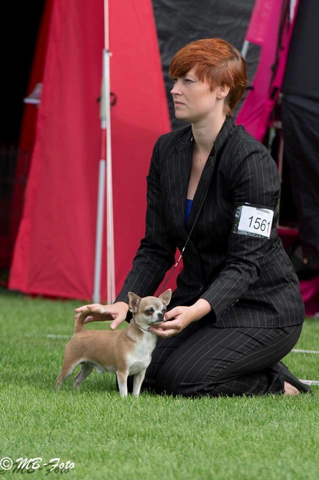 Chihuahua Elvis billede 16